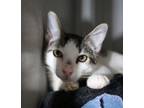 Adopt Huck a Domestic Short Hair