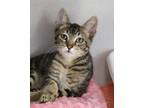 Adopt Mr. Munchie a Domestic Short Hair