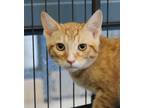 Adopt Luffy a Domestic Short Hair