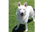 Adopt Asher a Siberian Husky