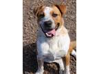 Adopt Morty a Australian Cattle Dog / Blue Heeler, Pit Bull Terrier