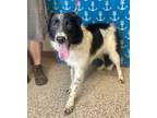 Adopt Cooper a Border Collie