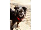 Adopt Jenkins a Pomeranian