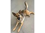 Adopt Cori a German Shepherd Dog, Mixed Breed
