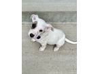 Adopt Mack a German Shepherd Dog