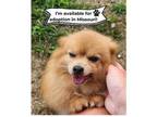 Adopt Foxy - Missouri a Pomeranian