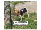 Adopt Light - Missouri a Beagle