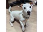 Adopt Pablo a Jack Russell Terrier