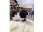Adopt Shadow a Guinea Pig