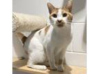 Adopt Sheldon a Domestic Short Hair