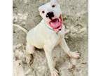 Adopt Scooby a Mixed Breed