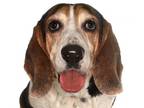 Adopt Sweetheart a Beagle, Basset Hound