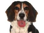 Adopt Precious a Beagle, Basset Hound
