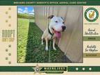 Adopt Fozzie a Mixed Breed
