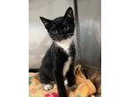 Adopt July a Domestic Short Hair