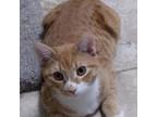 Adopt Maxwell a Domestic Short Hair