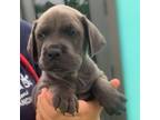 Adopt Mickey Mouse a Carolina Dog, Mixed Breed