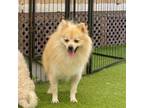 Adopt Clay 6930 a Pomeranian