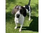 Adopt Meech a Hound