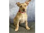 Adopt Dink a Jack Russell Terrier, Mixed Breed