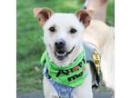 Adopt Joey 20176 a Yellow Labrador Retriever, Mixed Breed