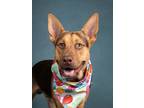 Adopt Lemon Blackberry a German Shepherd Dog, Mixed Breed
