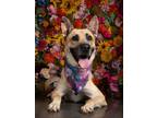Adopt Koto a German Shepherd Dog, Mixed Breed