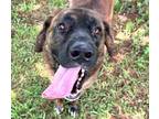 Adopt Ford a Anatolian Shepherd, Plott Hound