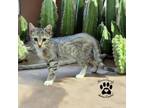 Adopt Spazz a Domestic Short Hair