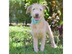 Adopt Brad a Mixed Breed