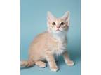 Adopt Catalope bonded with Cleo a Domestic Long Hair
