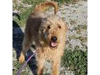 Adopt Jabba the mutt a Airedale Terrier