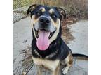 Adopt Apollo a Rottweiler