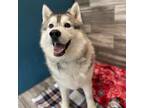 Adopt Levi a Husky