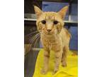 Adopt Scout 42281 a Domestic Short Hair