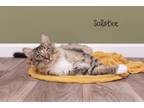 Adopt Solstice a Domestic Medium Hair, Domestic Short Hair
