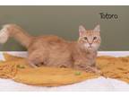 Adopt Totoro a Domestic Medium Hair, Domestic Short Hair