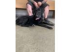 Adopt Han Solo a Labrador Retriever
