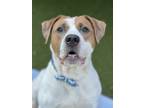 Adopt Murphy a Pit Bull Terrier, Mixed Breed