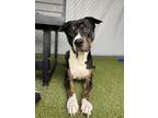 Adopt Buddy a Pit Bull Terrier, Mixed Breed
