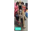 Adopt Scooby a Great Dane