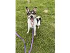 Adopt Burrito a Australian Cattle Dog / Blue Heeler, English Shepherd