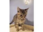 Adopt Ronald a Domestic Short Hair