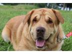 Adopt Duke a Labrador Retriever, Shar-Pei