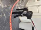 Adopt Johnny a Labrador Retriever