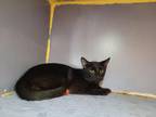 Adopt Reggie a Domestic Short Hair