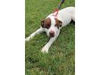 Adopt Delta a Pit Bull Terrier