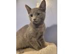 Adopt Shock a Domestic Short Hair