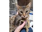 Adopt Isiah a Domestic Short Hair