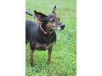 Adopt Pluto a Mountain Cur